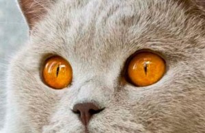 Фото лиловых британцев: взрослые лиловые британские коты и кошки     